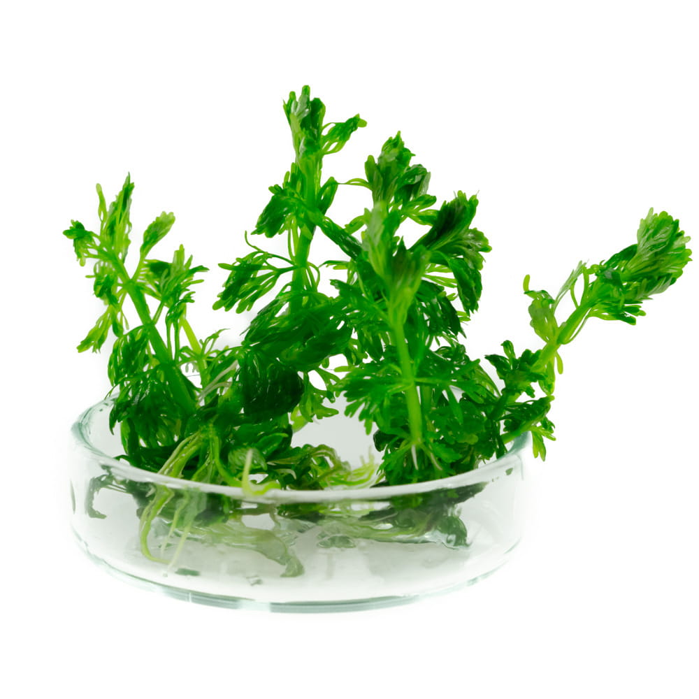 Limnophila sessiliflora Bezszypułkowa in vitro 5 sadzonek